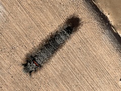 Apotolype brevicrista