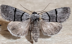 Sympistis barnesii