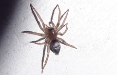 Hypodrassodes maoricus