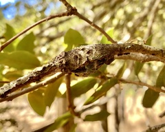Dryocosmus asymmetricus