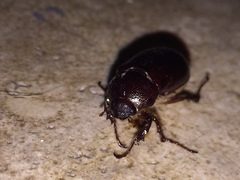 Scarabaeidae