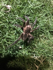 Cyrtopholis portoricae