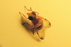 Copestylum tympanitis