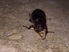 Scarabaeidae
