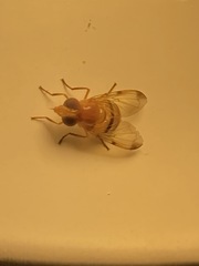 Copestylum tympanitis