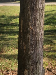 Biscogniauxia atropunctata