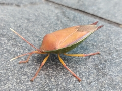 Lyramorpha rosea