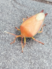 Lyramorpha rosea