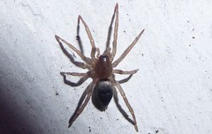 Hypodrassodes maoricus