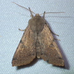 Orthosia behrensiana