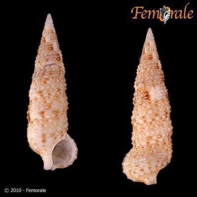 Cerithium interstriatum