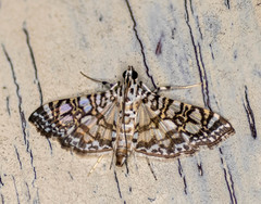 Glyphodes onychinalis