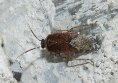 Calocorisca