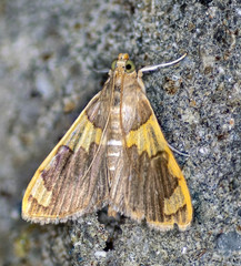 Rehimena