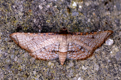 Hypolamprus