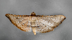 Hypolamprus