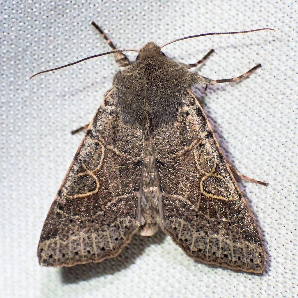 Orthosia behrensiana