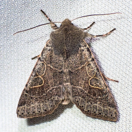 Orthosia behrensiana