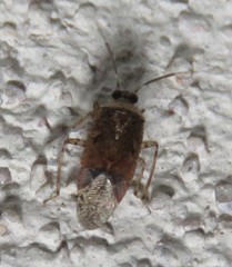 Calocorisca