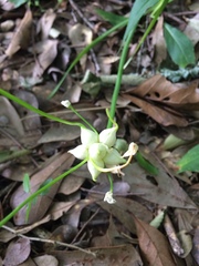 Allium canadense canadense