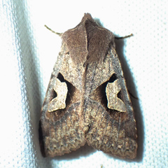 Acerra normalis