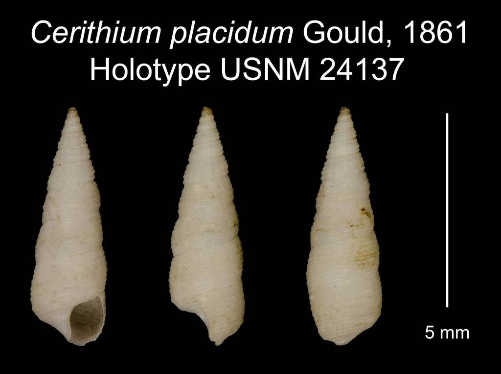 Cerithium placidum