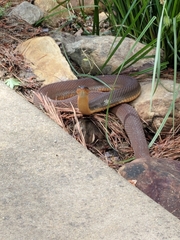 Nerodia erythrogaster