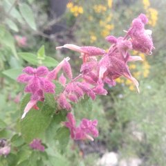 Salvia lasiantha