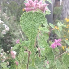 Salvia lasiantha