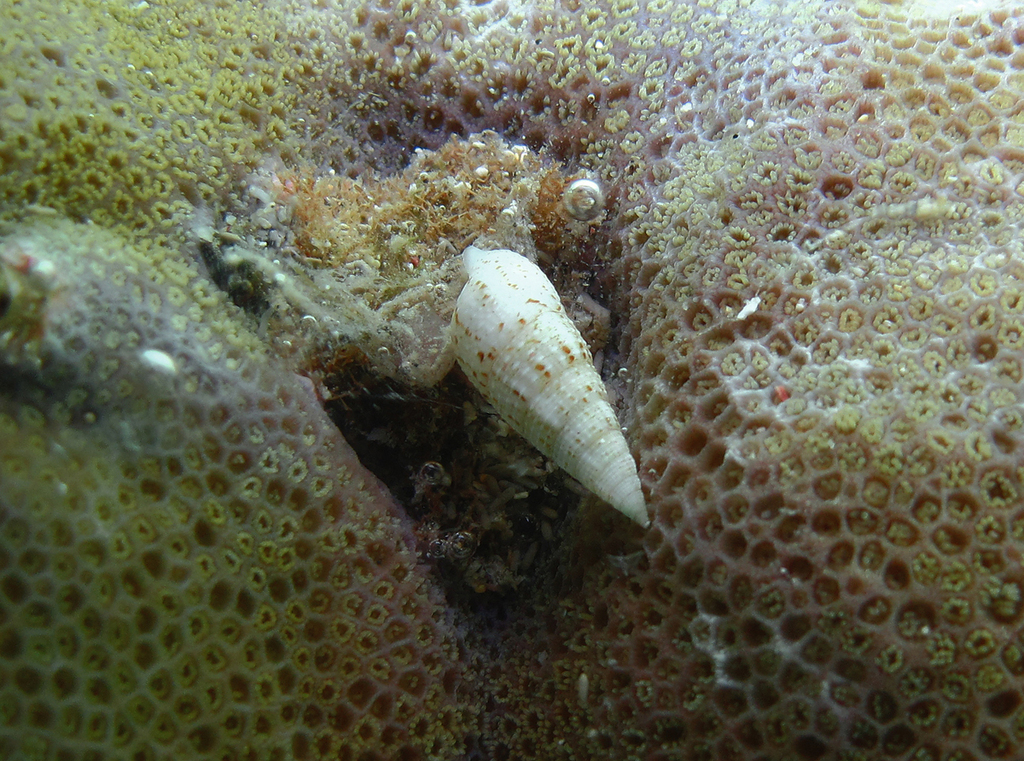 Cerithium nesioticum