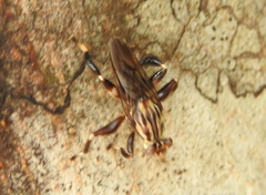 Ropalomeridae