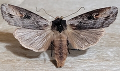 Xylena thoracica