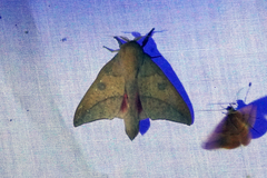 Adeloneivaia subangulata