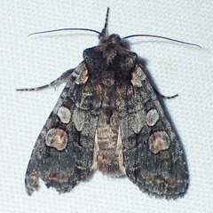 Lithophane dilatocula