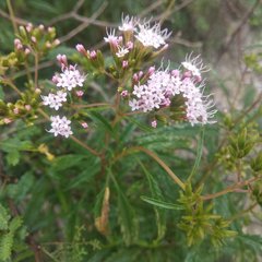 Stevia lucida bipontini