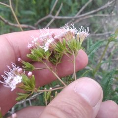 Stevia lucida bipontini
