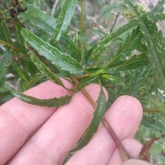Stevia lucida bipontini