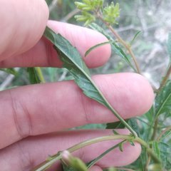 Stevia lucida bipontini