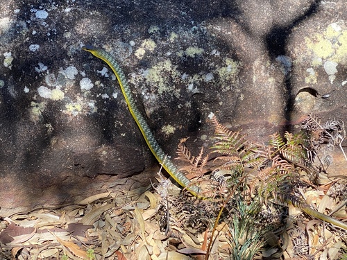 Common Tree Snake sighting
