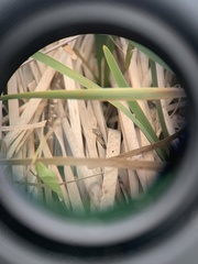 Pseudemoia rawlinsoni