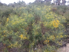 Flaveria cronquistii