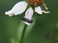 Hylaeus nanseiensis