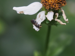 Hylaeus nanseiensis