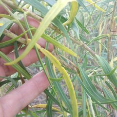 Flaveria cronquistii