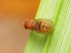 Drosophila tripunctata