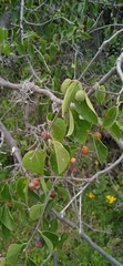 Celtis caudata