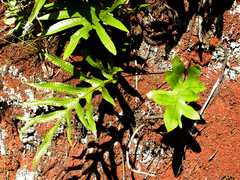 Microsorum pustulatum