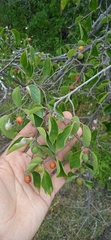 Celtis caudata