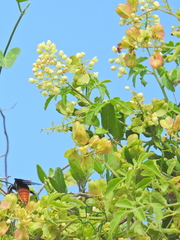 Serjania brachycarpa