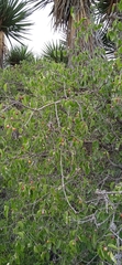 Celtis caudata